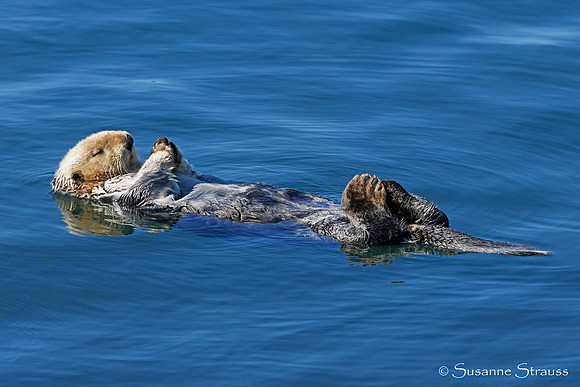 Otter Relaxing 2