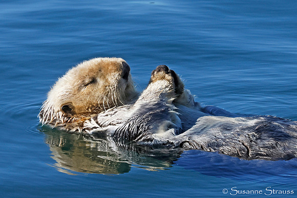 Otter Relaxing 1