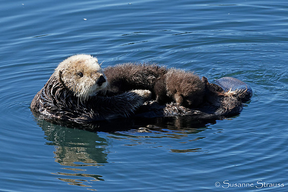 Mom Otter and Baby 7