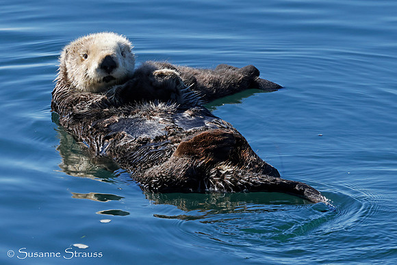 Mom Otter and Baby 6