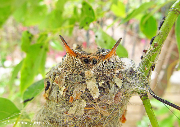Mirror Image (Day 18)