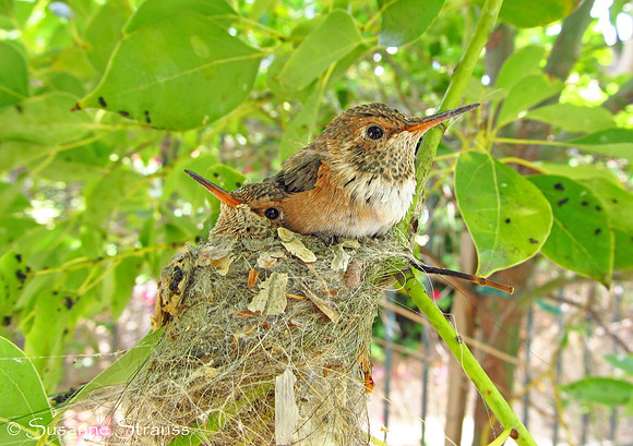 Crowded House (Day 21)