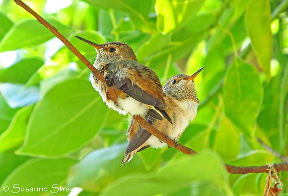 Together Again (Day 25)