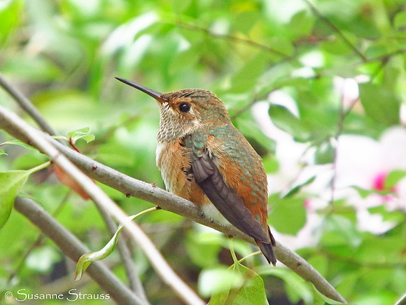 Fledgling (Day 29)