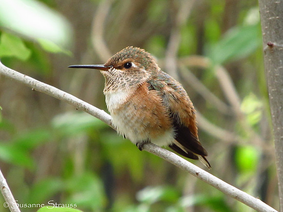 Fledgling (Day 30)