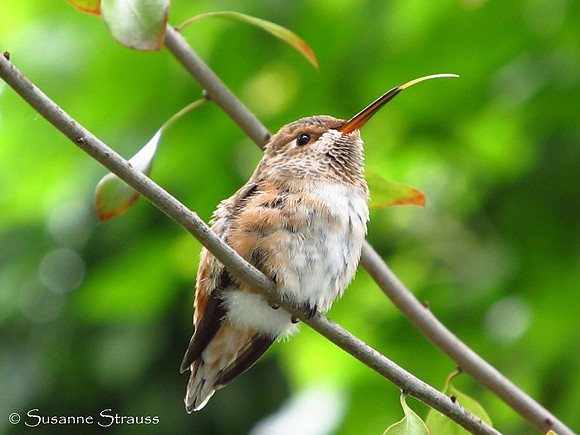 Fledging's Tongue (Day 30)