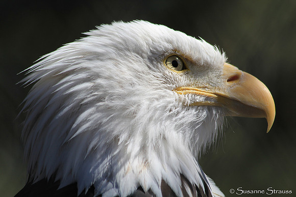 Majestic Alaska (Rescued Bald Eagle)