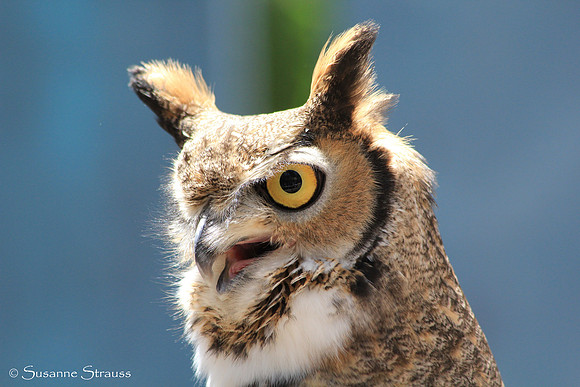 Handsome Cowboy (Rescued Great Horned Owl)