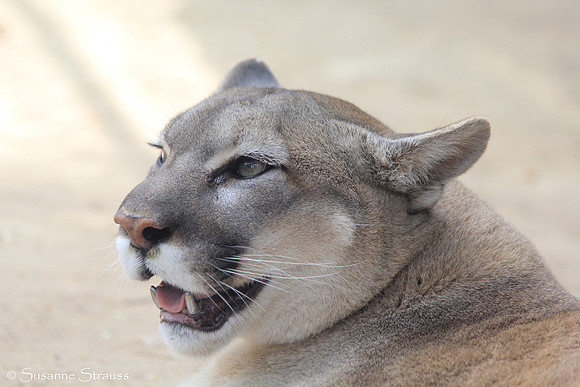 Titanium Teeth (Rescued Cougar)