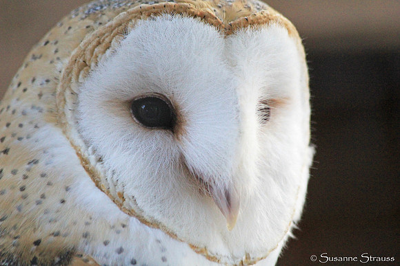 Rescued Barn Owl