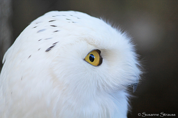 Rescued Snowy Owl