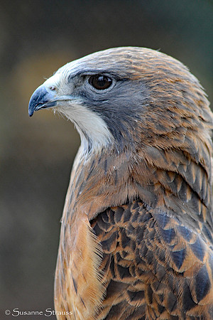 Rescued Raptor
