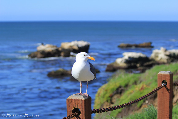 Seagull at Shell Beach