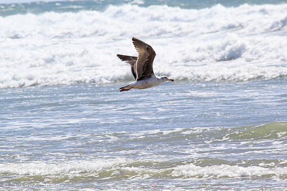 Flying Free (California Gull)